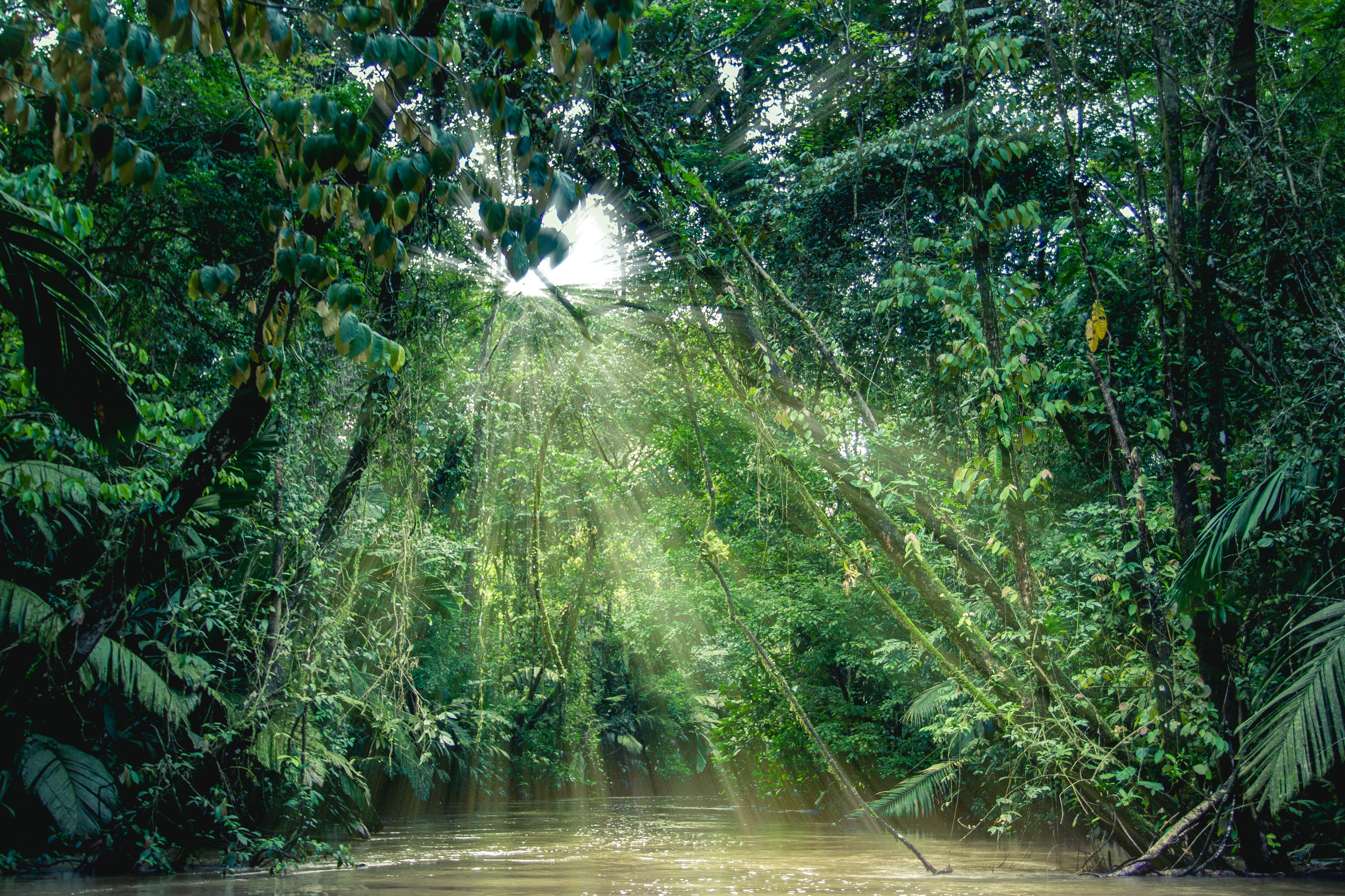 tortuguero